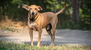 Opportunity for partnership in relocation of stray dogs